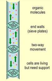 <p>transports sugars from where they are made (leaves) to actively growing parts of the plant or storage structures</p>