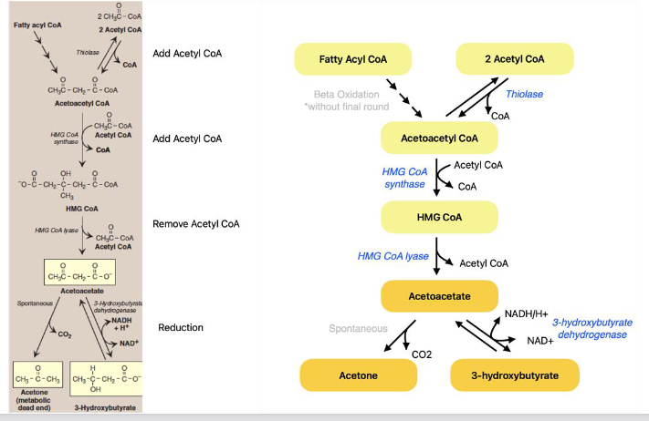 <p>● The liver produces three ketone bodies: <strong>acetoacetate, β-hydroxybutyrate, and acetone</strong><br><strong>○ Acetone escapes via breath</strong><br>● When: Fasting, prolonged exercise, or low-carb diets</p><p><br><strong>● Steps:</strong><br><strong>○ Thiolase: </strong>produces acetoacetyl-CoA<br><strong>○ HMG-CoA synthase:</strong> produces HMG-CoA<br>■ rate-limiting enzyme<br>○<strong> HMG-CoA lyase:</strong> produces acetoacetate + acetyl-CoA<br><strong>○ 3-hydroxybutyrate dehydrogenase</strong><br>○ Acetoacetate can be converted to 3-<br>hydroxybutyrate or spontaneously to acetone</p>
