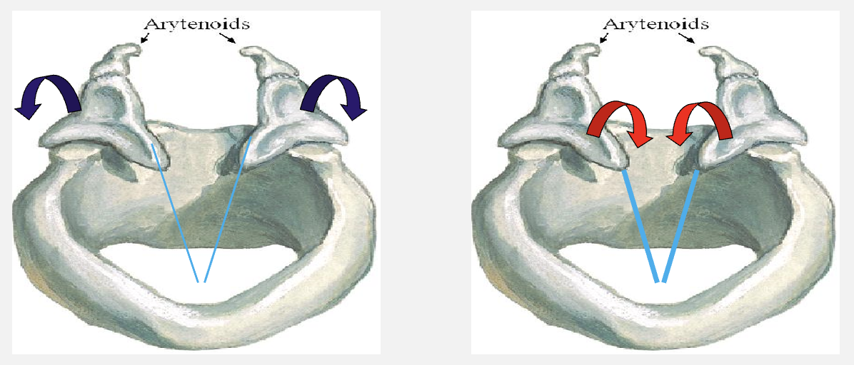 <ul><li><p>tilting backwards » increases length and tension - decreases thickness</p></li><li><p>tilting forwards » decreases length and tension - increases thickness</p></li></ul><p></p>