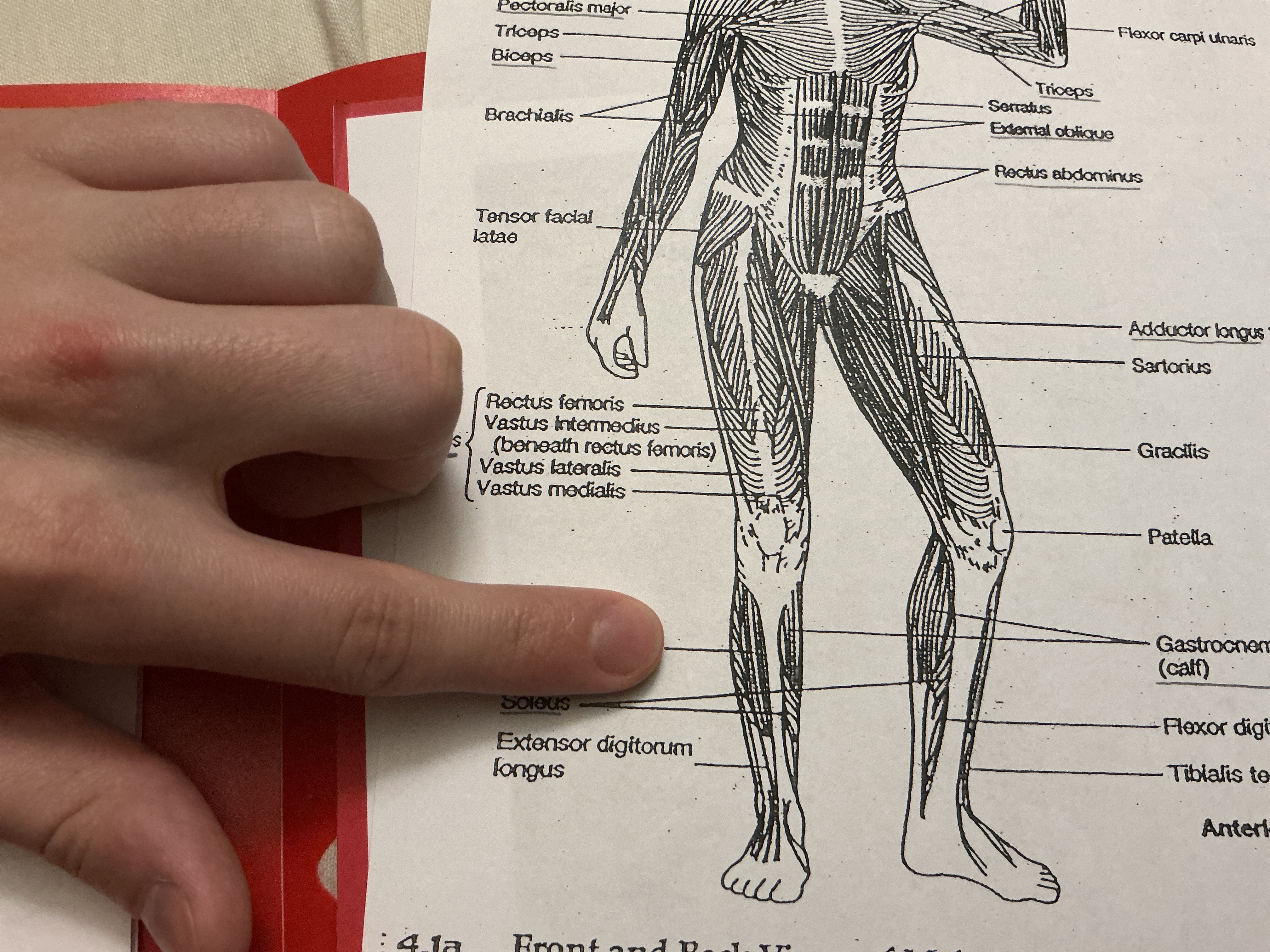 <p>A muscle located in the front of the lower leg, responsible for dorsiflexion of the foot and inversion of the ankle. </p>