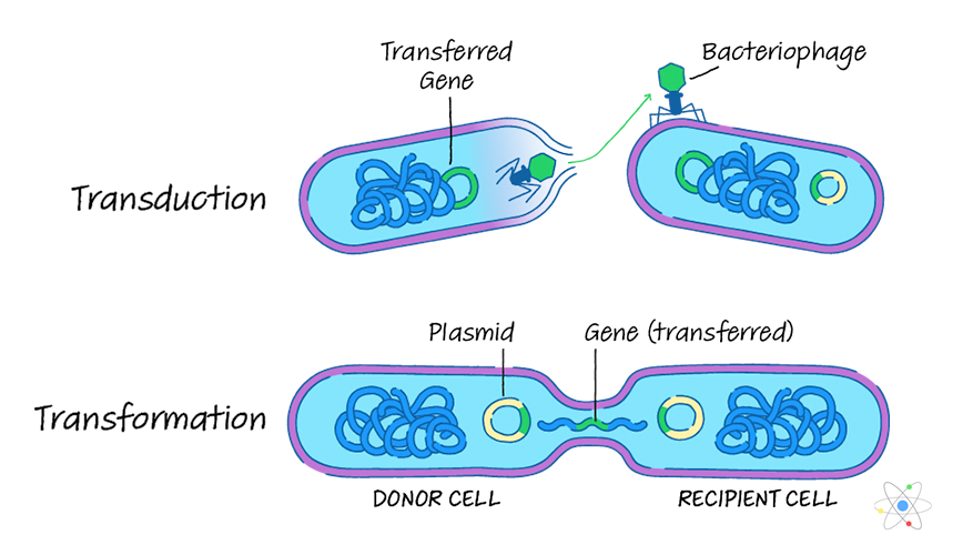Transformation
- genotype and possibly phenotype of prokaryotic cell are altered by uptake of ________ ____ from its surroundings