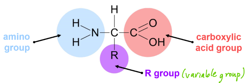 <p>There are 20 amino acids found in proteins- these differ by having different R groups</p>