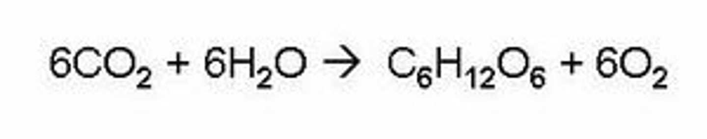 <p>6CO2 + 6H2O + light energy --&gt; C6H12O6 + 6O2.</p>