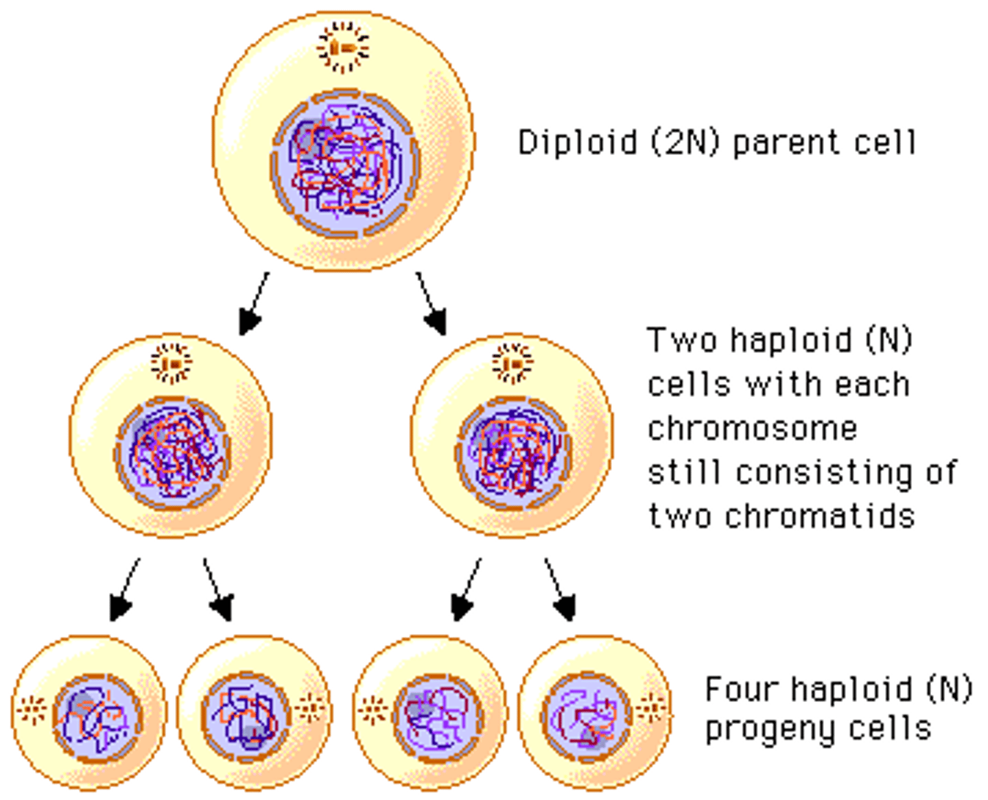 <p>Having a single set of each chromosome in a cell or cell nucleus. In most animals, only the gametes (reproductive cells) are this.</p>