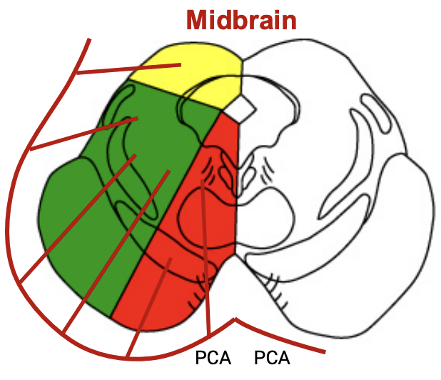 <p><strong>Posterior cerebral arteries</strong></p><p><strong>Posterior-medial branches</strong></p><p><strong>Collicular branches</strong></p>