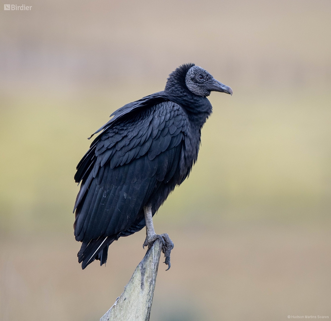 <p>Black Vulture</p>