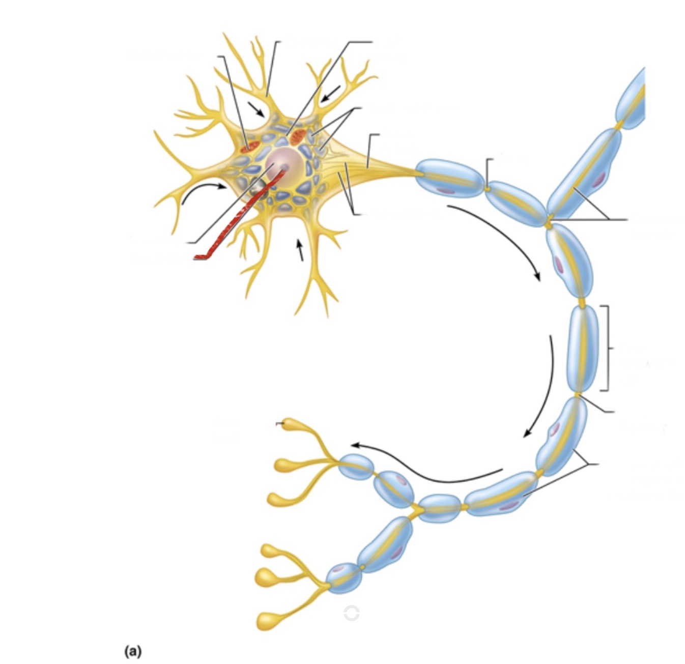knowt flashcard image
