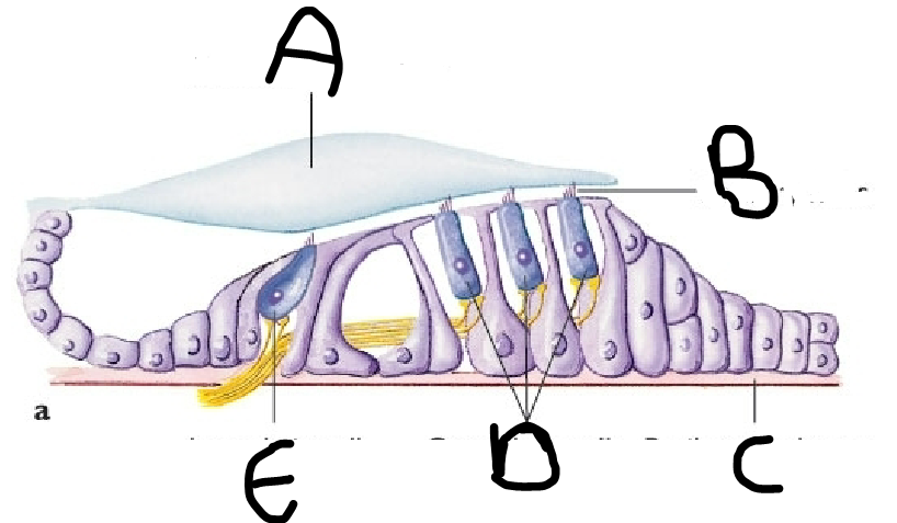 <p>Label the components of the organ of corti </p>