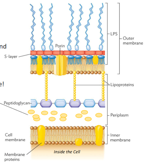 <p>Stain <span style="color: rgb(255, 0, 235);">reddish pink </span></p><p>Thin Cell Wall </p><ul><li><p>Few Peptidoglycan layers with lipoproteins attached</p></li></ul><p>Periplasm </p><ul><li><p>between membranes</p></li></ul><p>Outer-membrane </p><ul><li><p><strong>lipopolysaccharides </strong>(LPS) - O polysaccharide (O Antigen) layer is useful for identification and pathogen interaction, Core Polysaccharide, Lipid A (endotoxin)</p></li></ul><p>S-layer </p><ul><li><p>Extra protein layer in some species</p></li></ul><p></p>