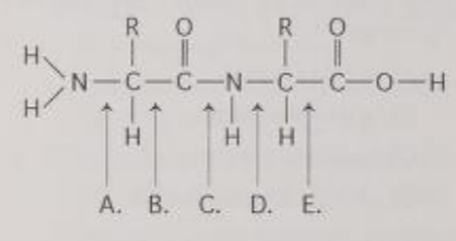 <p>At which bond would water need to be added to achieve hydrolysis of the peptide, back to its component amino acid?</p>