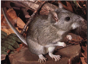 <p>long, haired tail; back is creamy buff to gray; white throat, belly, feet, and up onto sides; bicolored tail; use dens for mutli generations</p>