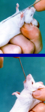 <ul><li><p><span style="background-color: transparent;"><strong><mark data-color="yellow" style="background-color: yellow; color: inherit;">Accurate and reproducible oral dosing is done via a stomach tube</mark></strong></span></p></li><li><p><span style="background-color: transparent;">A <strong>blunt ended gavage needle about 10 cm long and 1-2 mm in diameter</strong> is suitable in mice</span></p></li><li><p><span style="background-color: transparent;">Start by <strong>measuring the distance from the nose to stomach/xyphoid </strong>process</span></p></li><li><p><span style="background-color: transparent;">Try to <strong>straighten the neck before introducing the needle</strong></span></p></li><li><p><span style="background-color: transparent;">Wait for the <strong>pharyngeal reflex that brings the needle into the esophagus</strong></span></p><ul><li><p><span style="background-color: transparent;">It is <strong>not easy to get it into the trachea</strong></span></p></li></ul></li><li><p><span style="background-color: transparent;">Once you are in the stomach,&nbsp;<strong>give <mark data-color="yellow" style="background-color: yellow; color: inherit;">approx 1 mL of fluid</mark></strong></span></p><ul><li><p><span style="background-color: transparent;"><strong>Fasting</strong> the mouse <strong>for 12 hours before</strong> the gavage will <strong>allow for a slightly larger volume</strong></span></p></li></ul></li></ul><p></p>