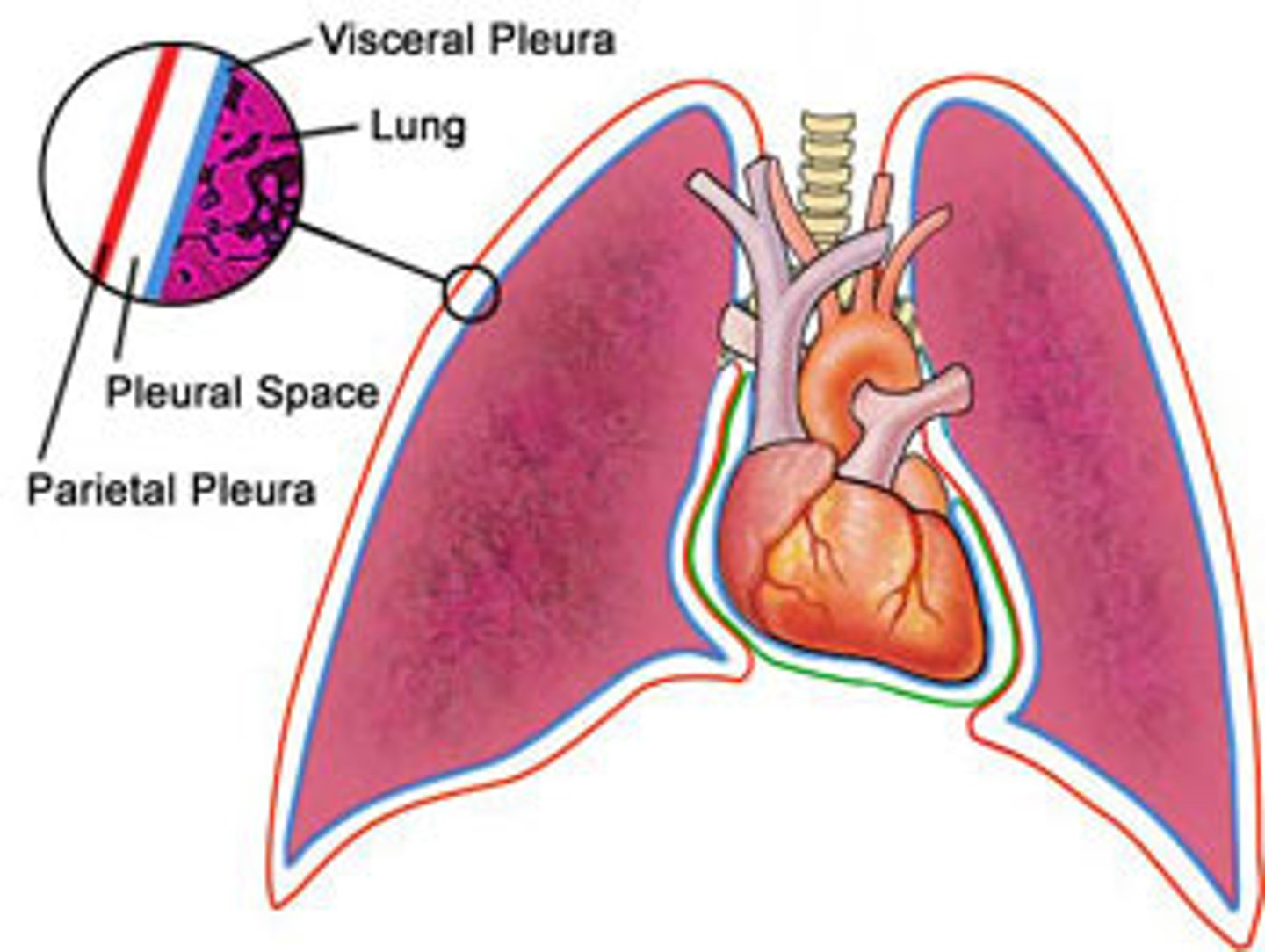 <p>surrounds the lungs (pleural space can also be pleural cavity)</p>