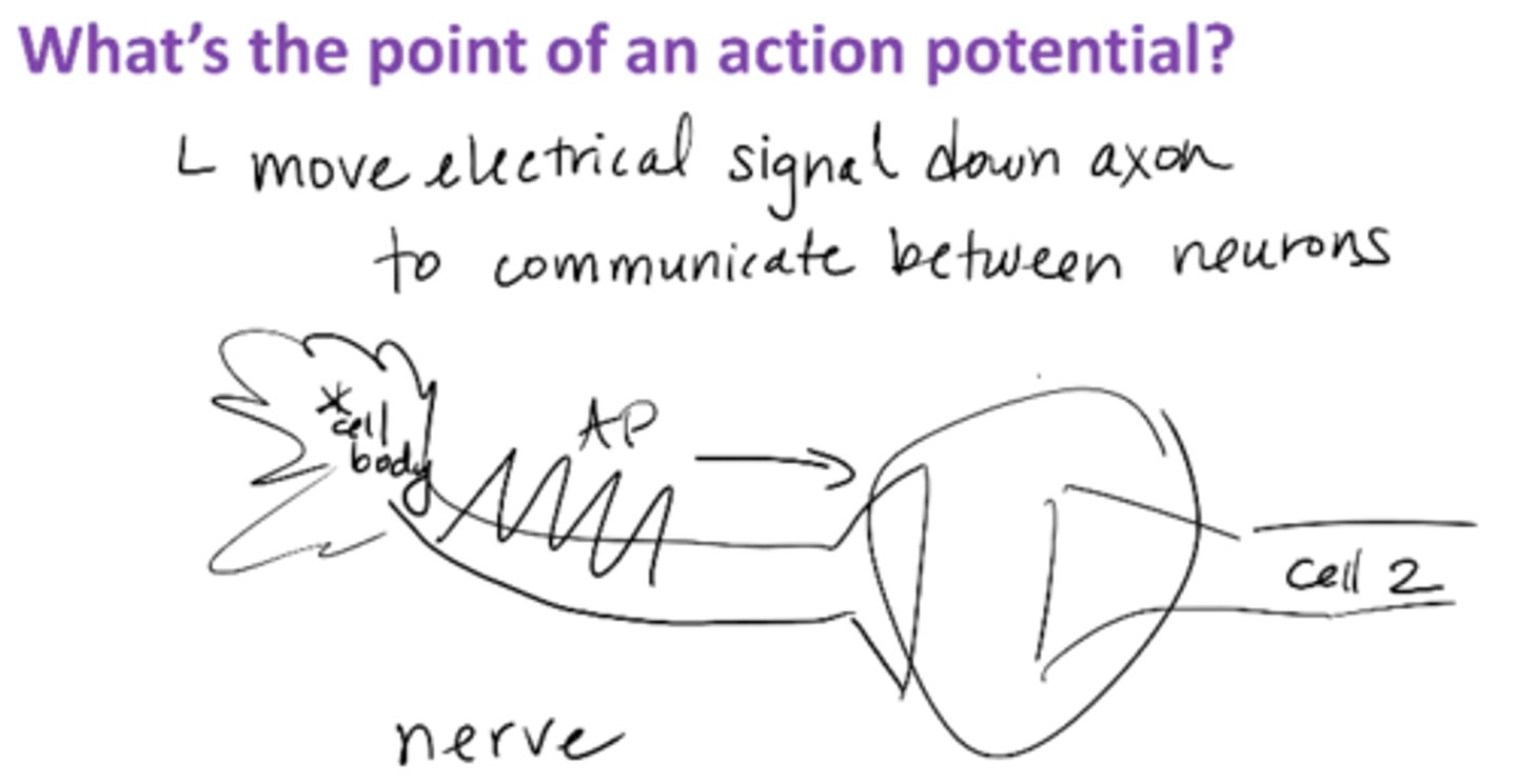 <p>moves electrical signal down axon to allow communication between neurons</p><p>COMMUNICATION</p>