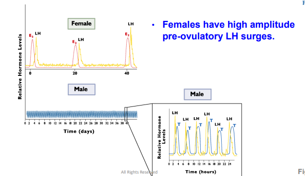 <p>LH can be _________ in the female </p>