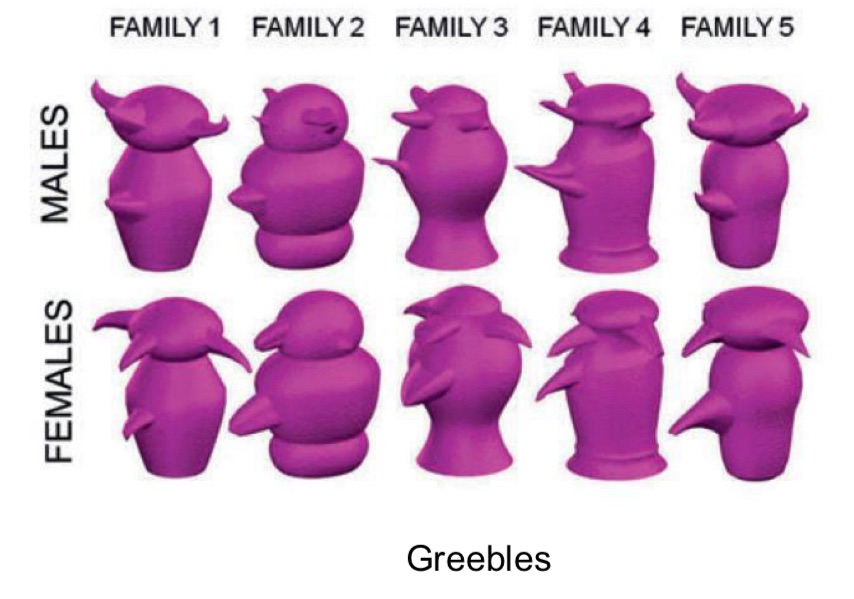 <p>face selective neurons also respond to other categories of objects e.g. artificially generated objects called Greebles</p>