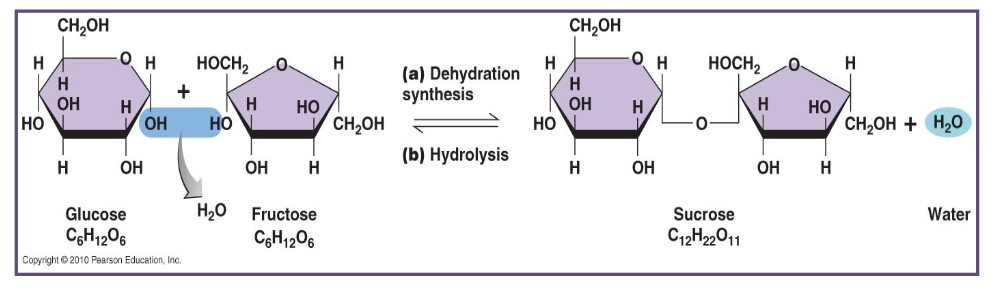 <p>using this image, answer the following questions:</p><ol><li><p>what two monosaccharides are shown coming together?</p></li><li><p>what is the chemical formula of glucose?</p></li><li><p>what is the chemical formula of fructose?</p></li><li><p>what process is shown when glucose and fructose comes together?</p></li><li><p>what molecule is released during dehydration synthesis?</p></li><li><p>what disaccharide is formed from glucose and fructose?</p></li><li><p>what is the chemical formula of sucrose?</p></li><li><p>what process breaks sucrose back into glucose and fructose?</p></li><li><p>what molecule is used during hydrolysis?</p></li></ol><p></p>