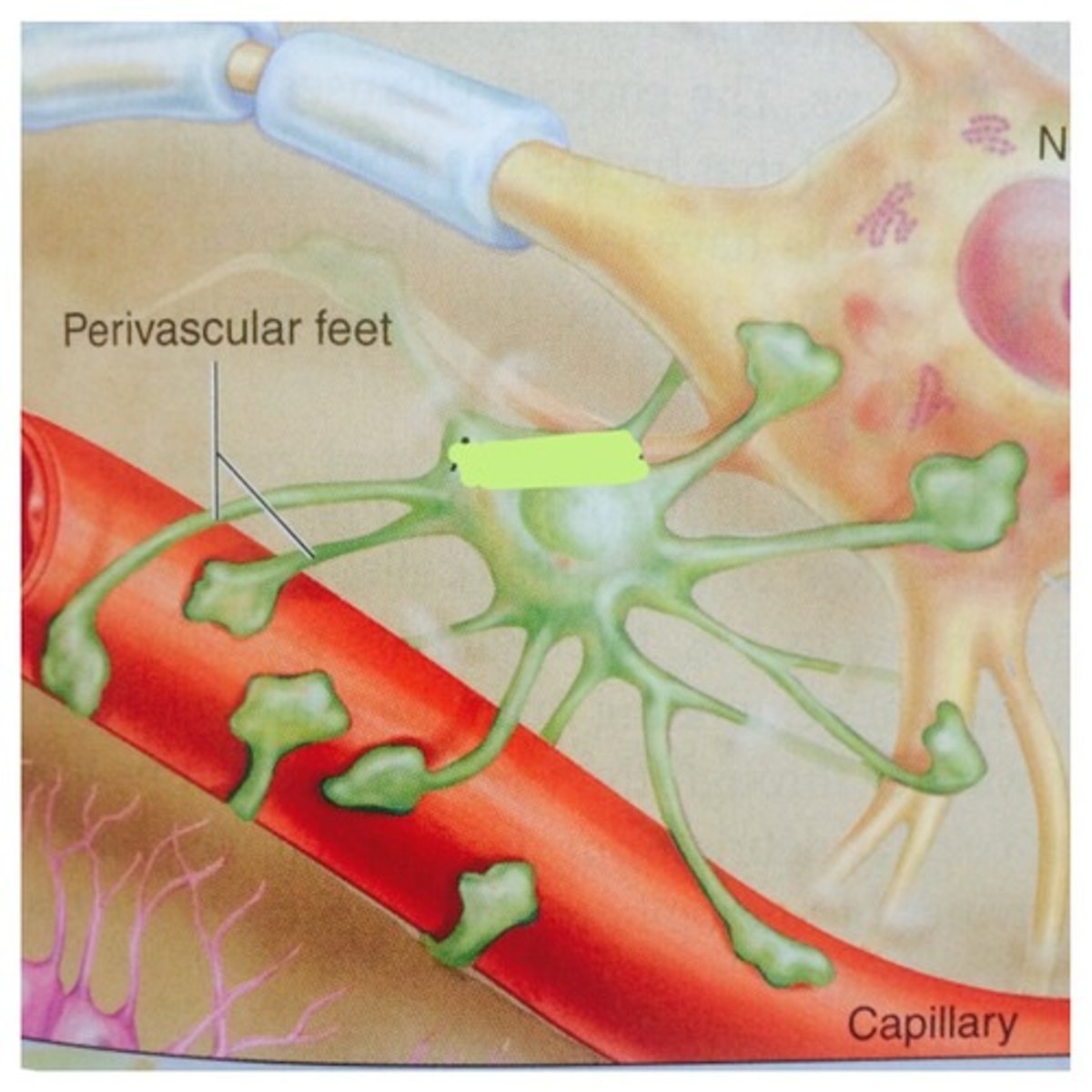 <p>Star -shaped cell, supports neurons in CNS, helps create BBB (blood-brain barrier) by wrapping feet around capillaries</p>