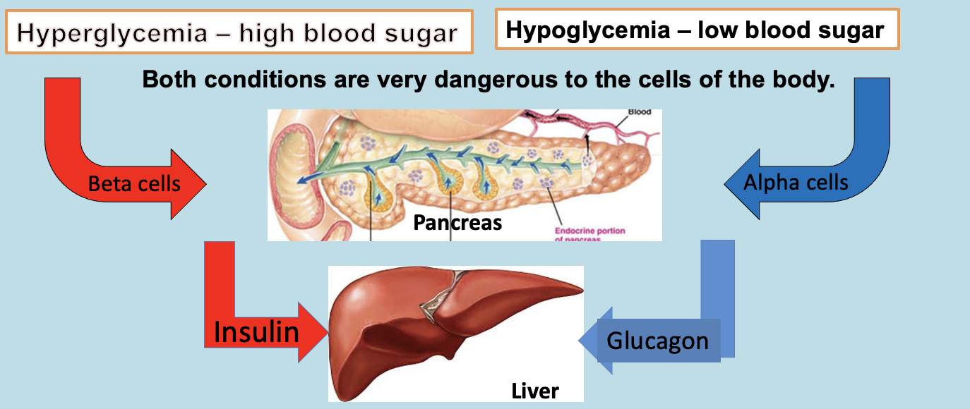 <p>Insulin:</p><ul><li><p>Decrease Blood Glucose Level</p></li><li><p>Stimulate Glycolysis; Cellular uptake and metabolism of glucose.</p></li><li><p>Stimulate Glycogenesis in muscle, liver and fat tissue (conversion of glucose into glycogen and stroage).</p></li></ul><p>Glucagon</p><ul><li><p>Increase Blood Glucose Level</p></li><li><p>Stimulate Satiety and hunger center in the brain initiate hunger.</p></li><li><p>Stimulate Glycogenolysis and Gluconeogenesis from non-CHO source</p></li></ul>