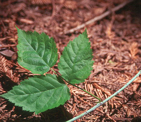 <p>Rubus ursinus</p>