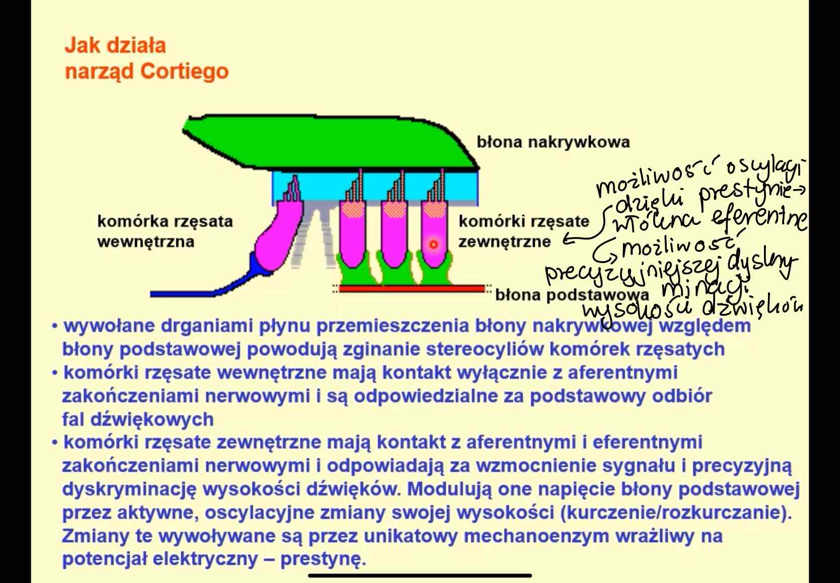 <p>komórki rzęsate wewnętrzne</p>