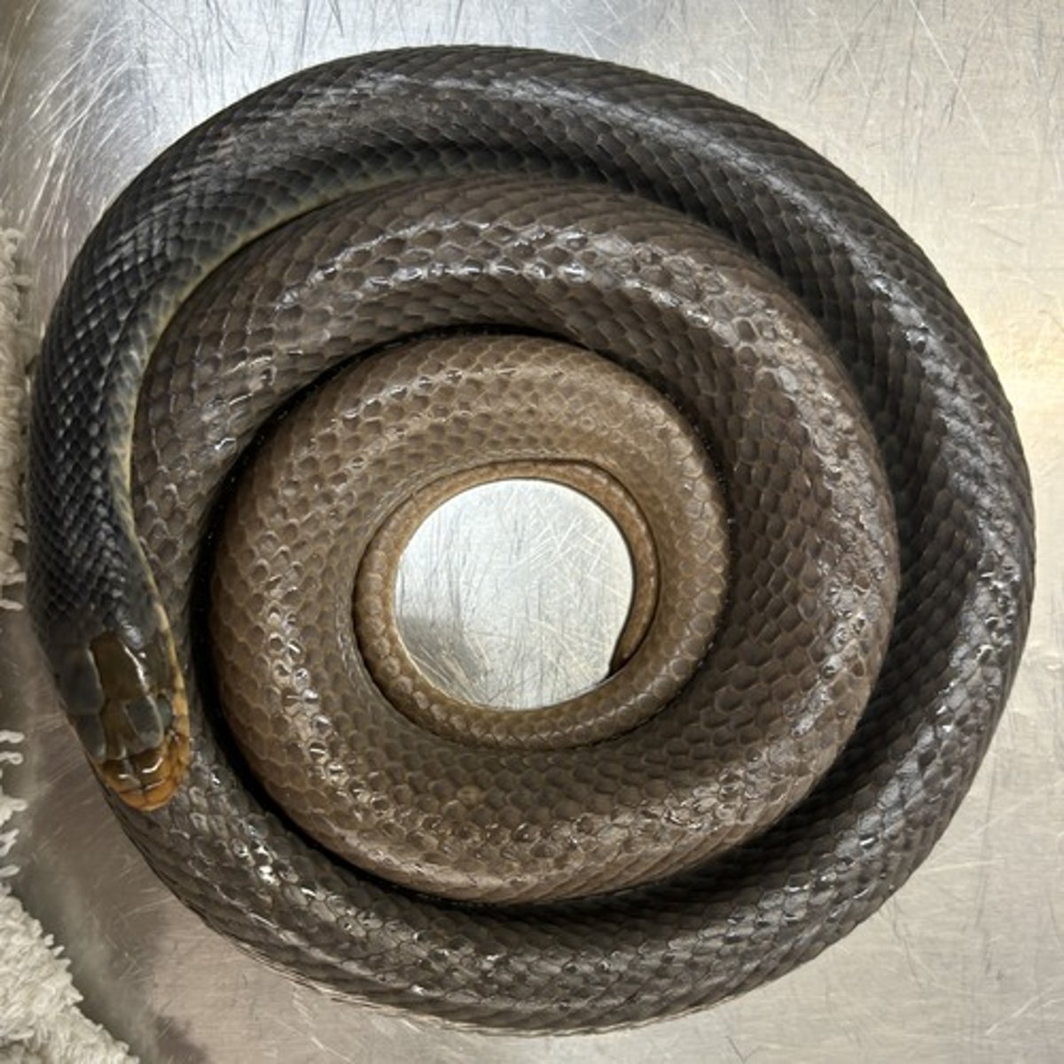 <p>Binomial</p>