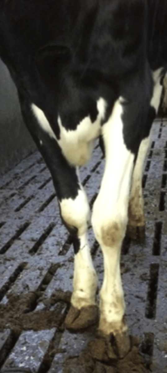 <p>Hvilke problemer vil du tro benstillingen og klovformen kommer til at give koen på længere sigt?</p><p>- Ingen, det er den mest normale afvigelse hos malkekøer</p><p>- Overbelastning af inderklovens sål og dragthjørne. Risiko for udvikling af lidelser her</p><p>- Overbelastning af yderklovens sål på det typiske såleknusningssted</p><p>- Overbelastning i den lange tå på inderkloven, risiko for tånekrose</p>