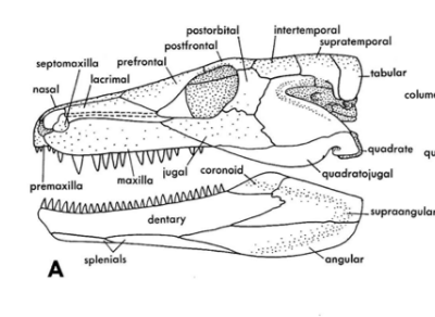 <p>below dentary</p>