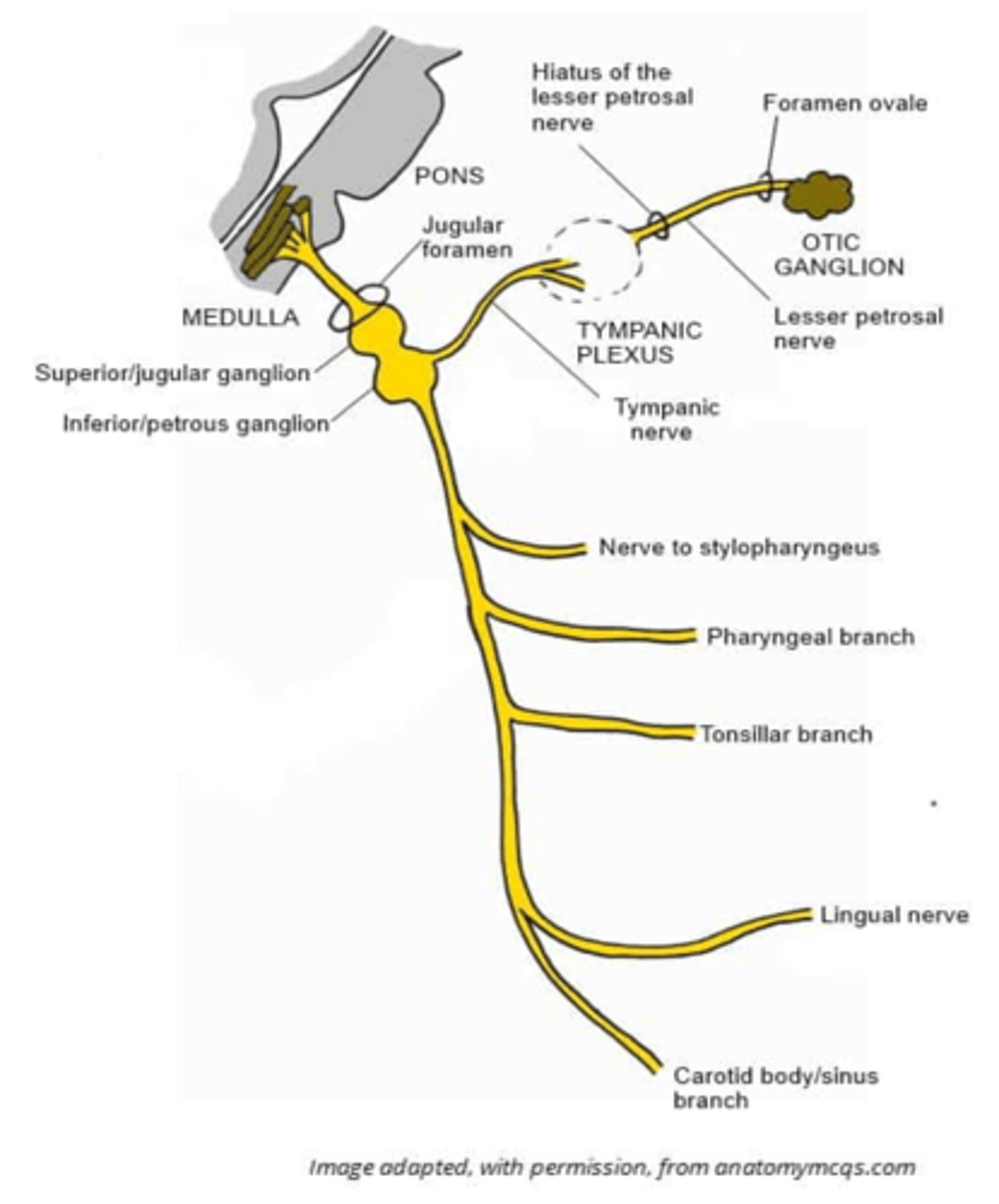 <p>Carotid sinus branch</p>