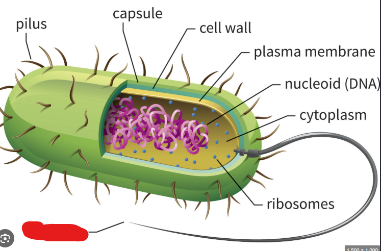 <p>The most common long appendage used by bacteria to move around. Used like propellers in watery environments.</p>