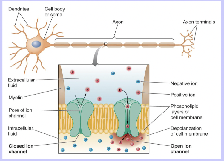 * double layer of phospholipids separates the intracellular an extracellular fluids
* protein ion channels allow the movement of molecules across the membrane 