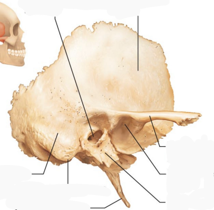 <p>Where in the picture is the mandibular fossa of squamous part of the temporal bone?</p>