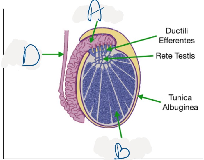 <p>What structure is indicated by B</p>