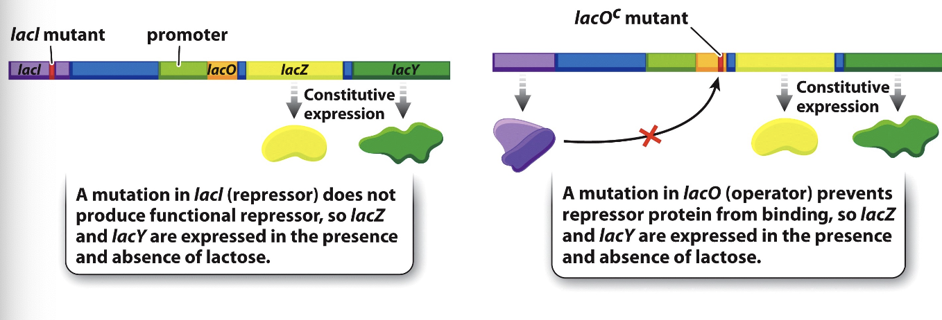 <p>loss of a function mutation in the sequence encoding the lac repressor or in the operator sequence causes LacZ and LacY to be constitutively expressed</p>