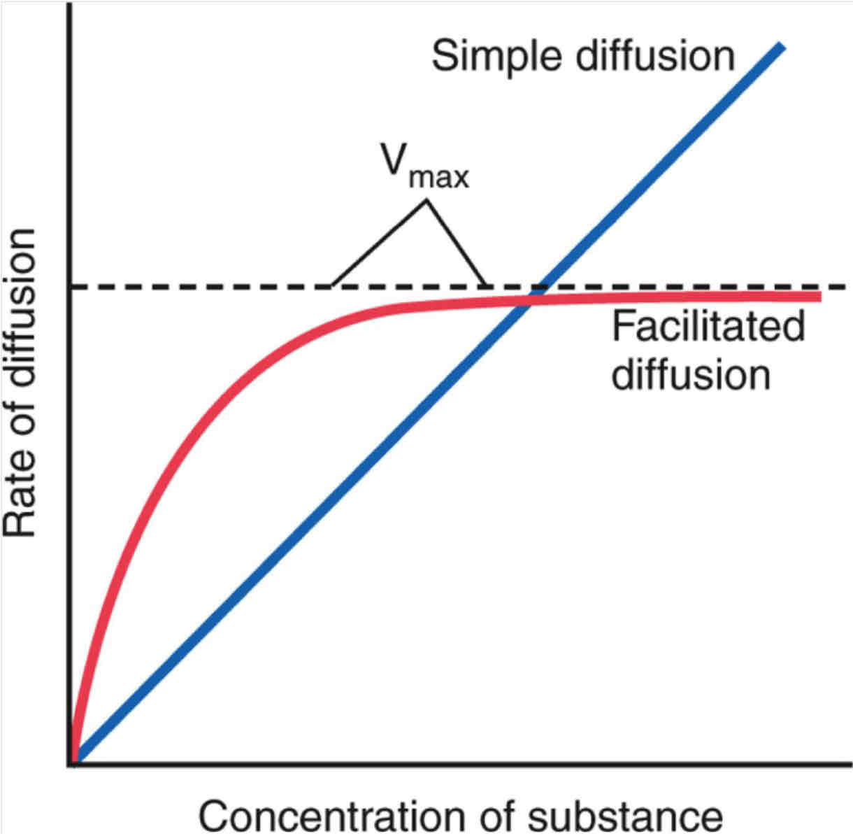 <ul><li><p>at low concs, facilitated diffusion is <mark data-color="yellow">faster</mark> than simple</p><ul><li><p>bc <mark data-color="yellow">proteins</mark> in membrane allow substances to get through membrane easily</p></li></ul></li></ul><p></p><ul><li><p>as conc increases the no. of available proteins becomes a <mark data-color="yellow">limiting factor</mark>- eventually they will be at their max rate and at this point the rate of diffusion stops increasing (<mark data-color="yellow">Vmax</mark>- max velocity)</p></li></ul>