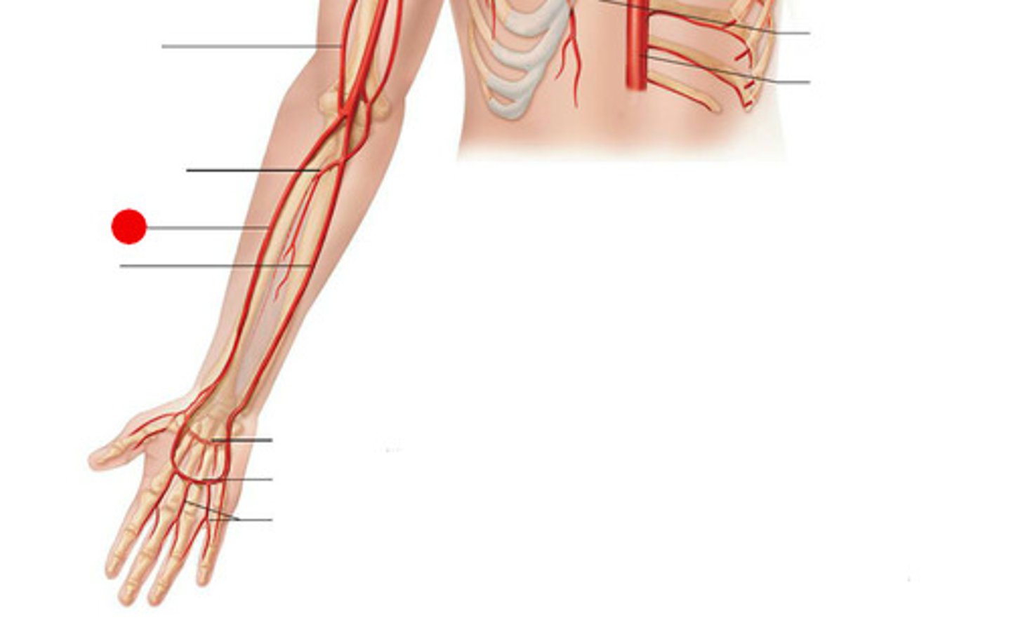 <p>identify this artery;</p><p>The major artery in the forearm; it is palpable at the wrist on the thumb side.</p>