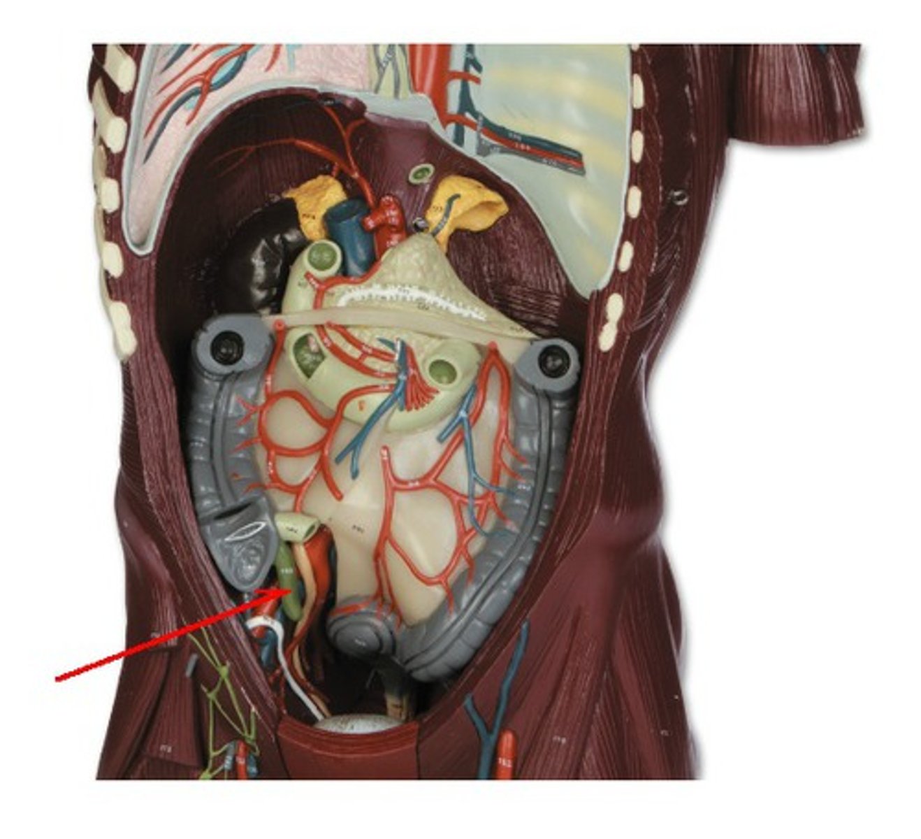 <p>Identify the structure, organ, or bone.</p>