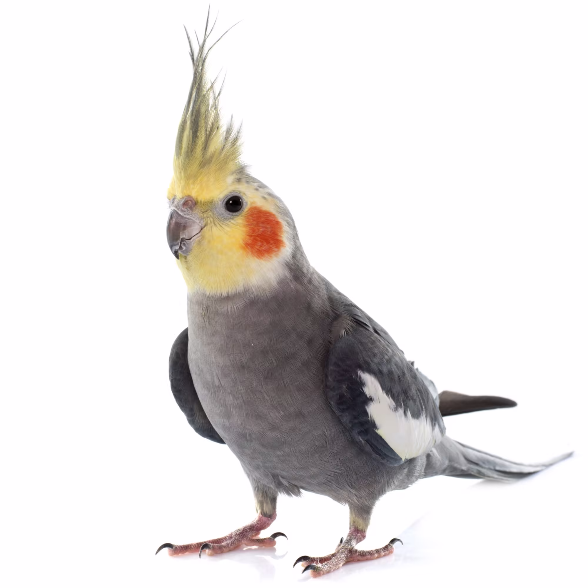 term image