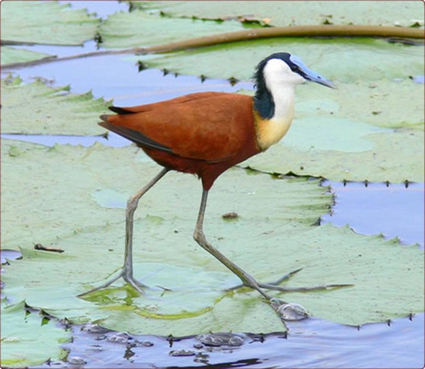 <p>males build nests, defend nests, and are picky in choosing a female; females are the showy ones that show off their qualities and look for male partners<br><br>likely because the rate of predation on jacana nests was so high that strong selection pressures were put onto women to make a lot of eggs<br><br>example of</p>