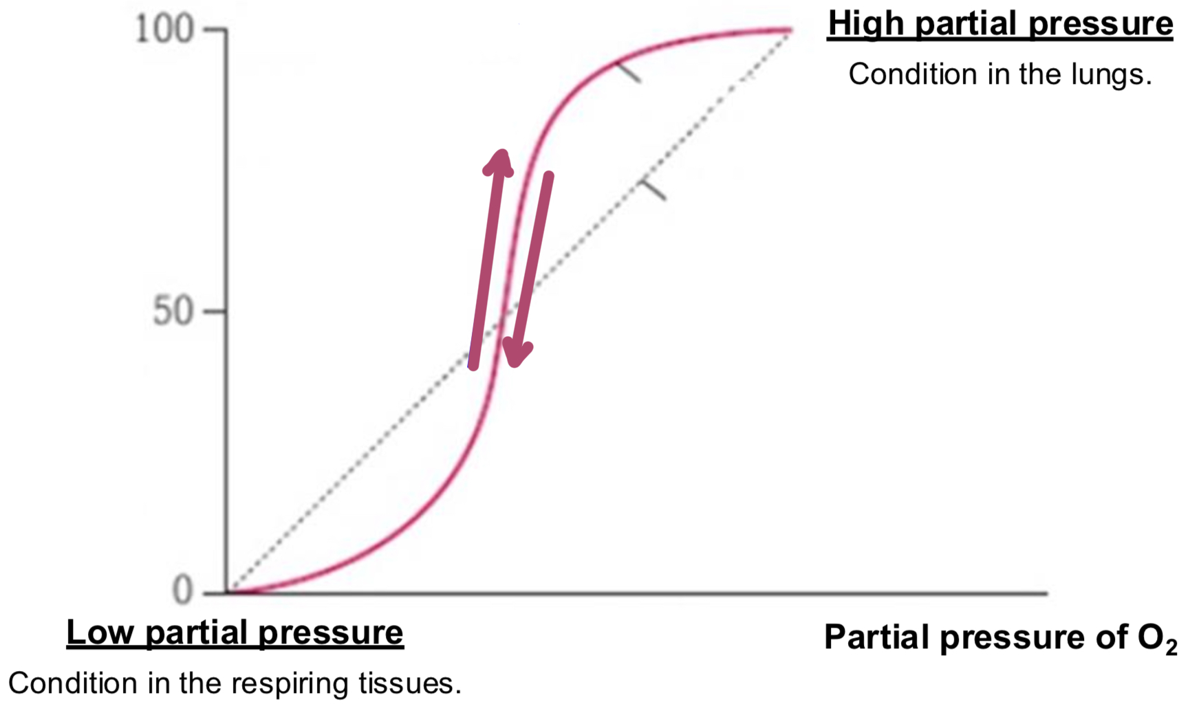 <ul><li><p><mark data-color="green">curve going up</mark></p><ul><li><p>as <mark data-color="green">deoxygenated</mark> blood approaches <mark data-color="green">lungs</mark>, the steep part of curve means that small increase in partial pressure cause large increase in % saturation</p></li></ul><p></p></li><li><p><mark data-color="green">curve going down</mark></p><ul><li><p>as <mark data-color="green">oxygenated</mark> blood approaches <mark data-color="green">tissues</mark>, steel part of curve means small decrease in partial pressure causes large decrease in % saturation</p></li></ul></li></ul>
