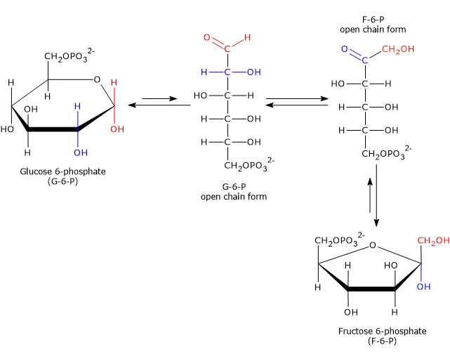 <p>Glucose 6-Phosphate » Fructose 6-phosphate</p>