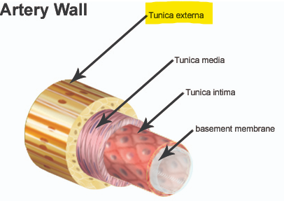 <p>Tunica externa </p>