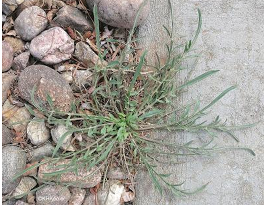 <p><em>Scorzonera laciniata</em> (Asteraceae: identification)</p>