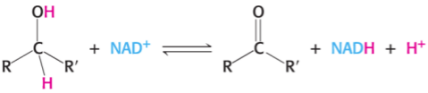 <p></p><p>Nicotinamide adenine dinucleotide</p><p>NAD+ likes to oxidise the C—OH group (—CH<sub>2</sub>—CHOH—) and turn the group into C=O and itself into NADH.</p>