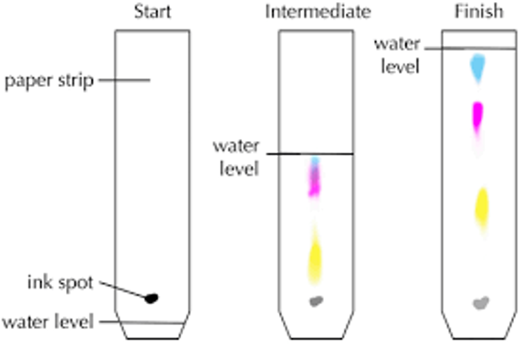 <p>separates mixtures of soluble substances </p><p>stationary phase - absorbent paper</p><p>mobile phase - solvent, moves through paper and carries substances </p><p>different substances within mixture attracted to each phase in different proportions - so will move to different extents up the paper</p>