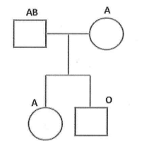 <p>Based on the following pedigree, with blood types provided, what conclusions about paternity can be drawn?</p>