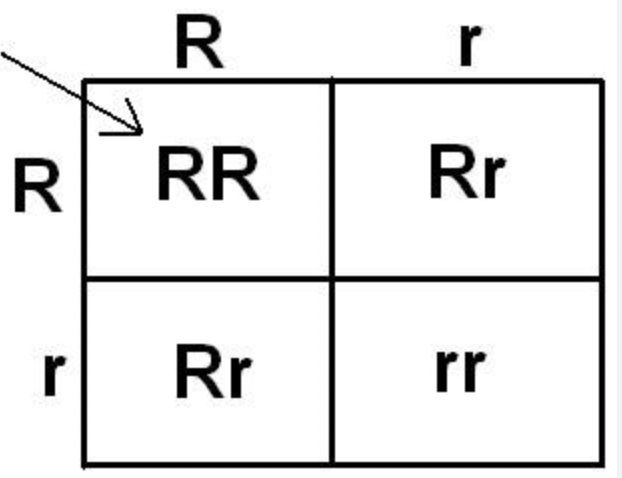 <p>A diagram used to predict possible genotypes and phenotypes of offspring from a genetic cross.</p>