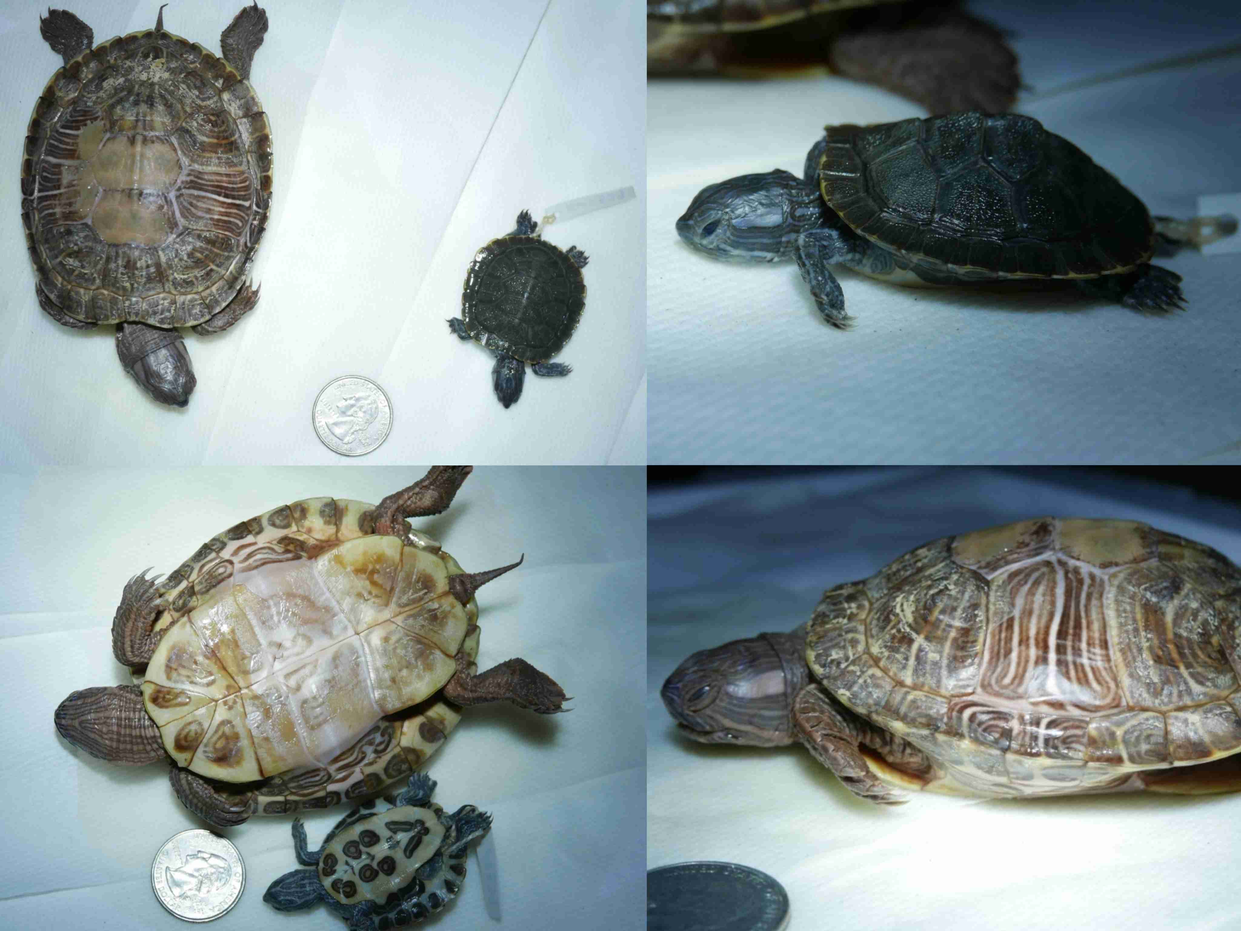 <p>What is the family and scientific name for this turtle?</p>