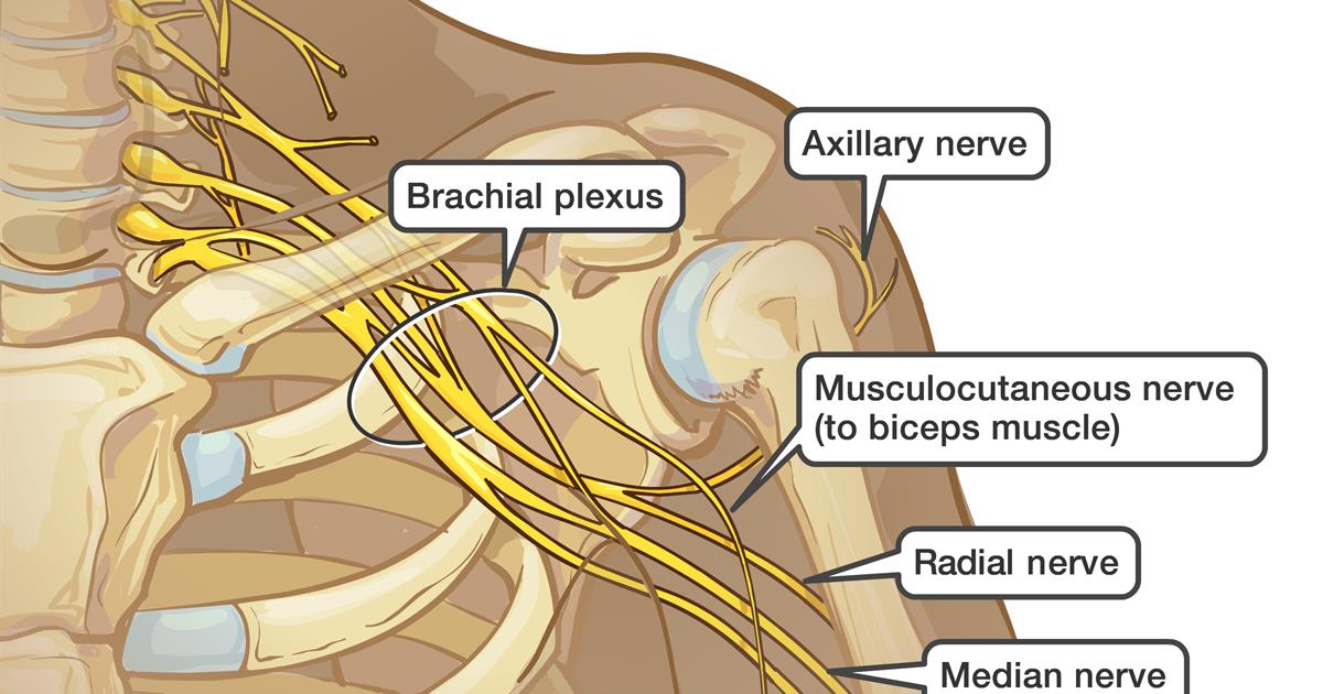 <p>axillary, musculocutaneous, median, ulnar, radial</p>
