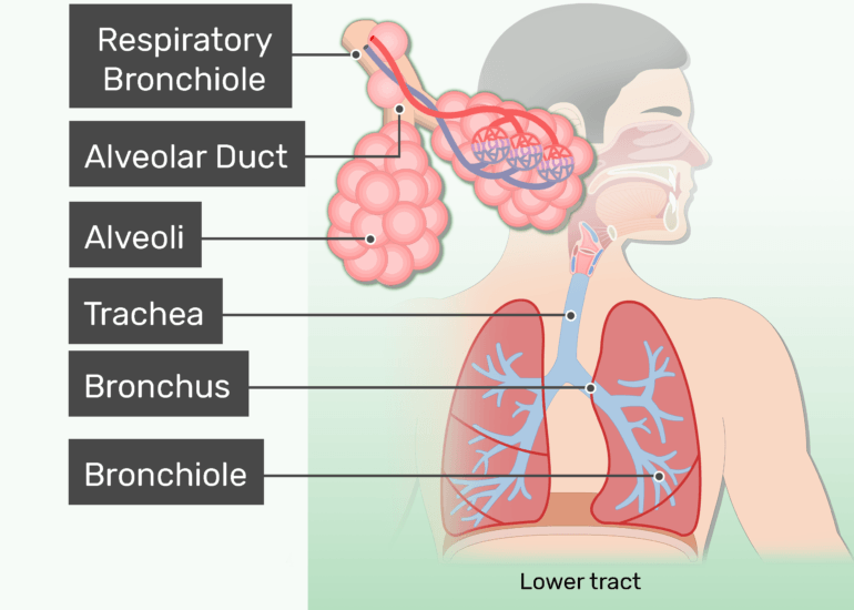<ul><li><p>trachea</p></li><li><p>bronchial tubes</p></li><li><p>alveoli of the lungs</p></li><li><p>sterile, no microbiota/normal flora</p></li></ul><p></p>